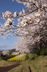 桜