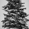 山形・雪4