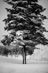 山形・雪3