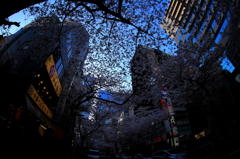 東京　「日本橋さくら」