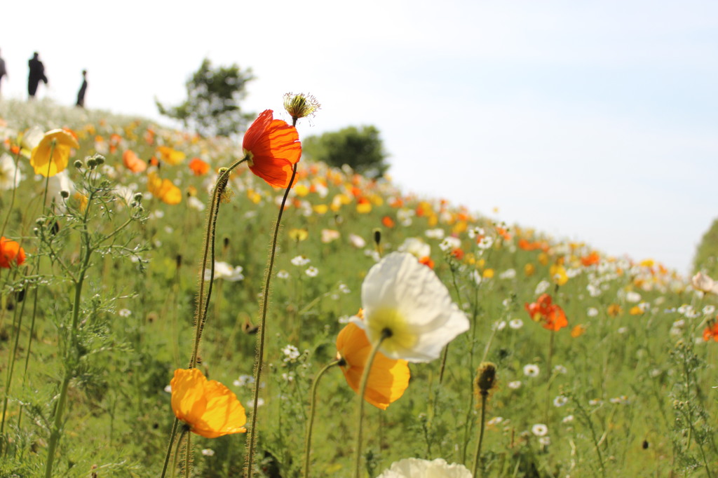 お花畑