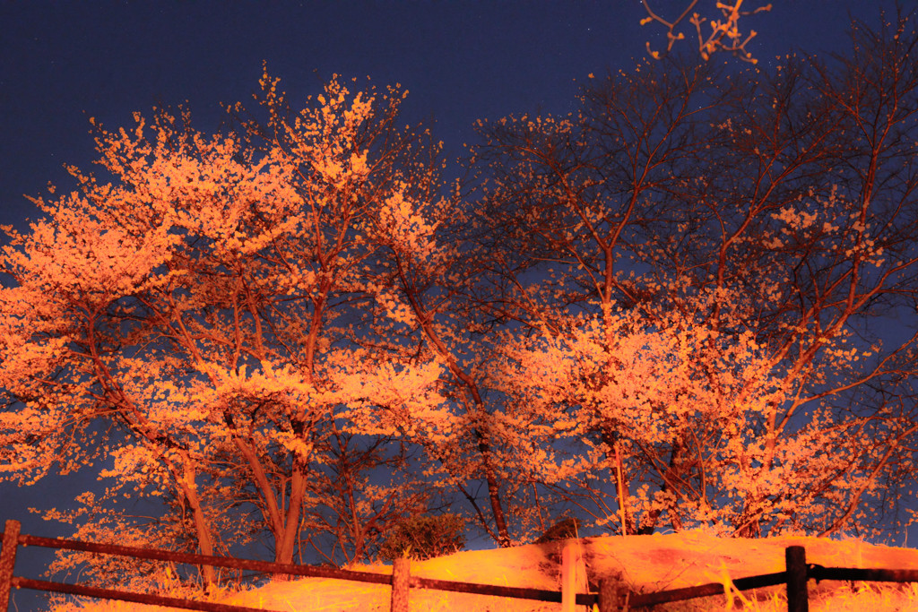 桜柵 sakurasaku