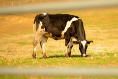 あ、どうも...。