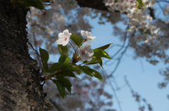 葉桜
