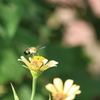 昆虫（２）