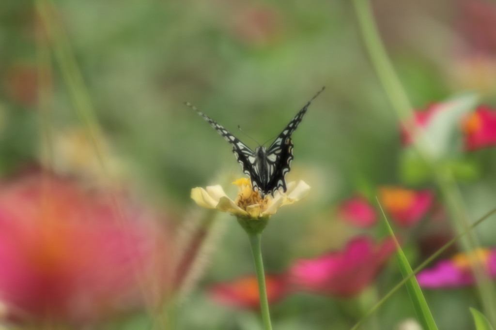 蝶の芸術（２）