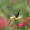 蝶の芸術（２）
