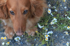 犬だからって、アイドル。