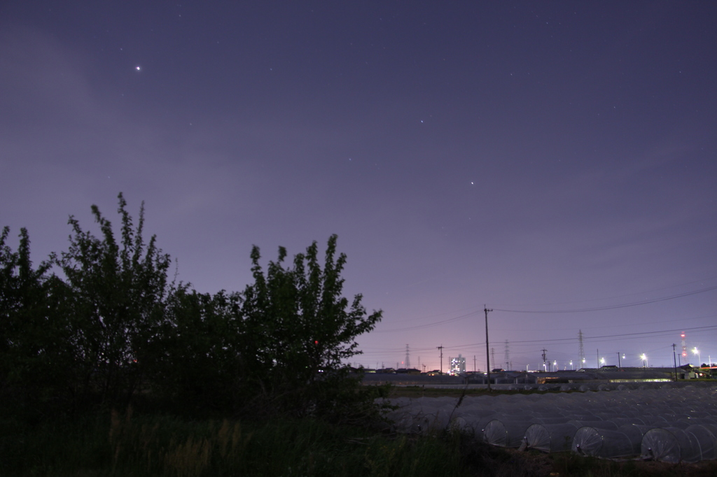 枝豆畑と松の夜空