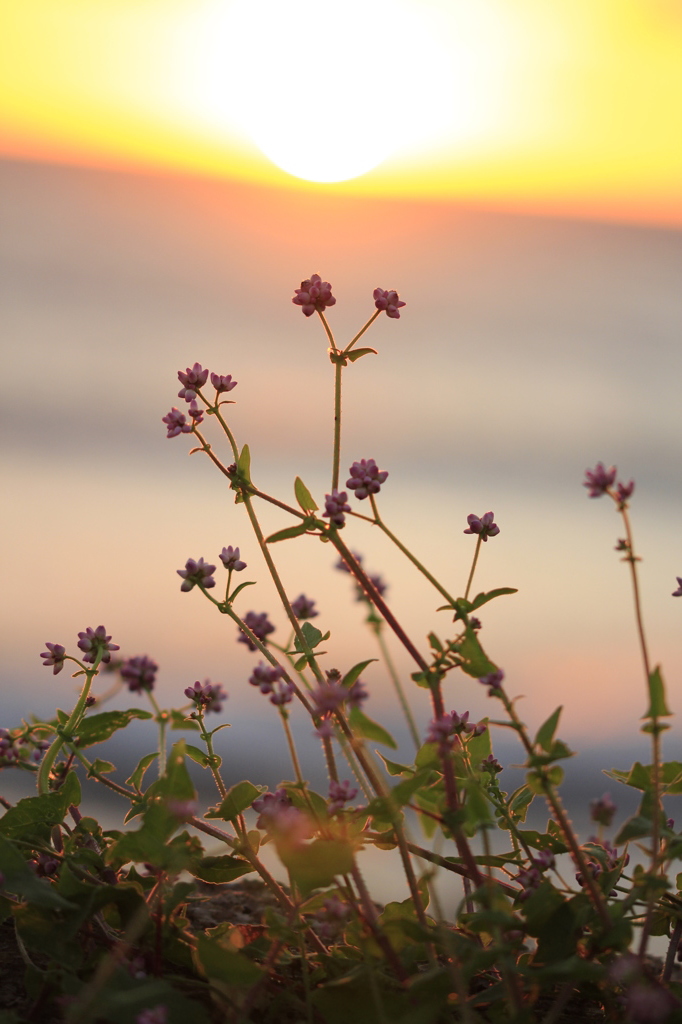 小花