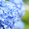 紫陽花