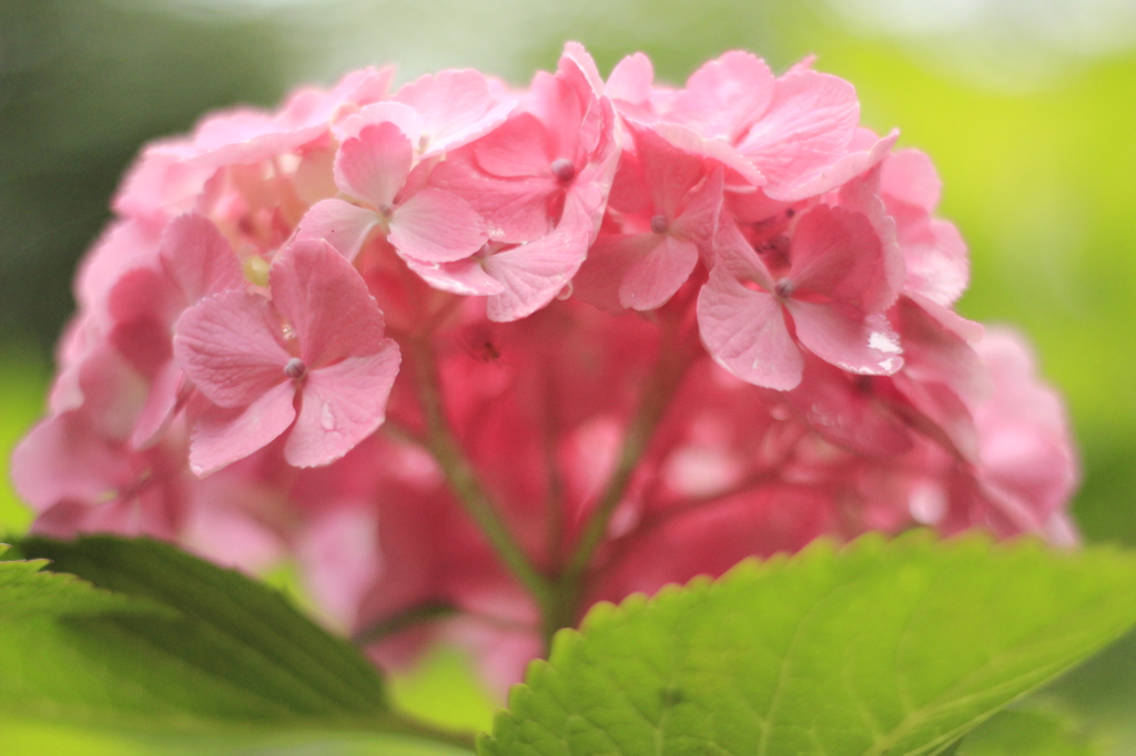 紫陽花