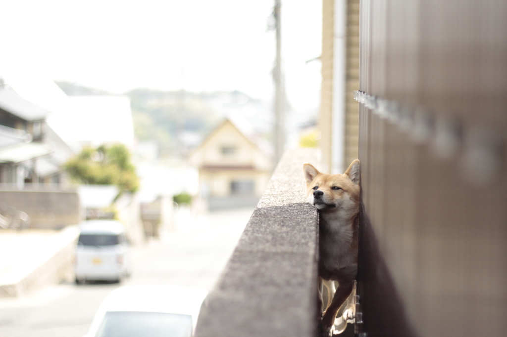 外の世界に憧れる