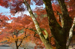 朱の主張
