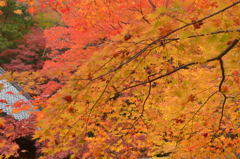 紅葉の匂い