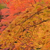 紅葉の匂い