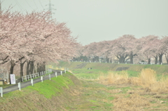 よこかわのさくら