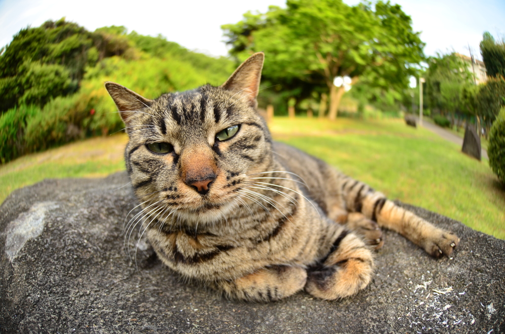 ねこ