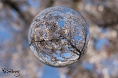 桜玉