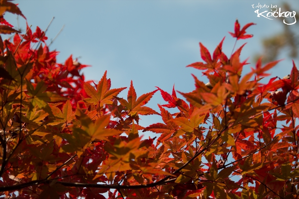 紅に染まる