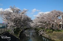 桜川