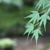 緑の美