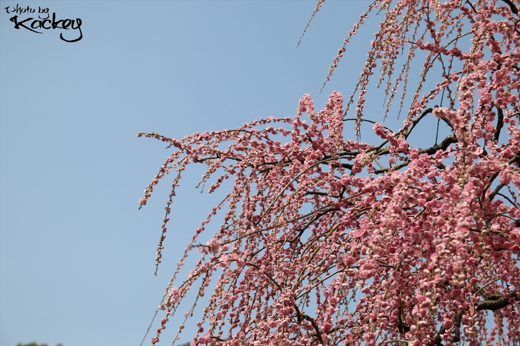 満開