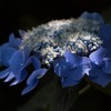 紫陽花