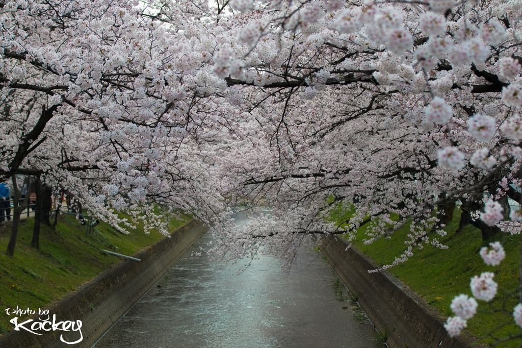 五条川