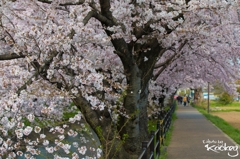 桜トンネル