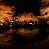 晩秋の美しさ