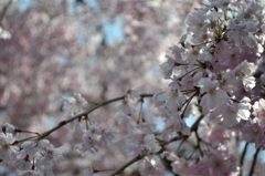 枝垂れ桜