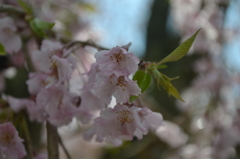 枝垂れ桜