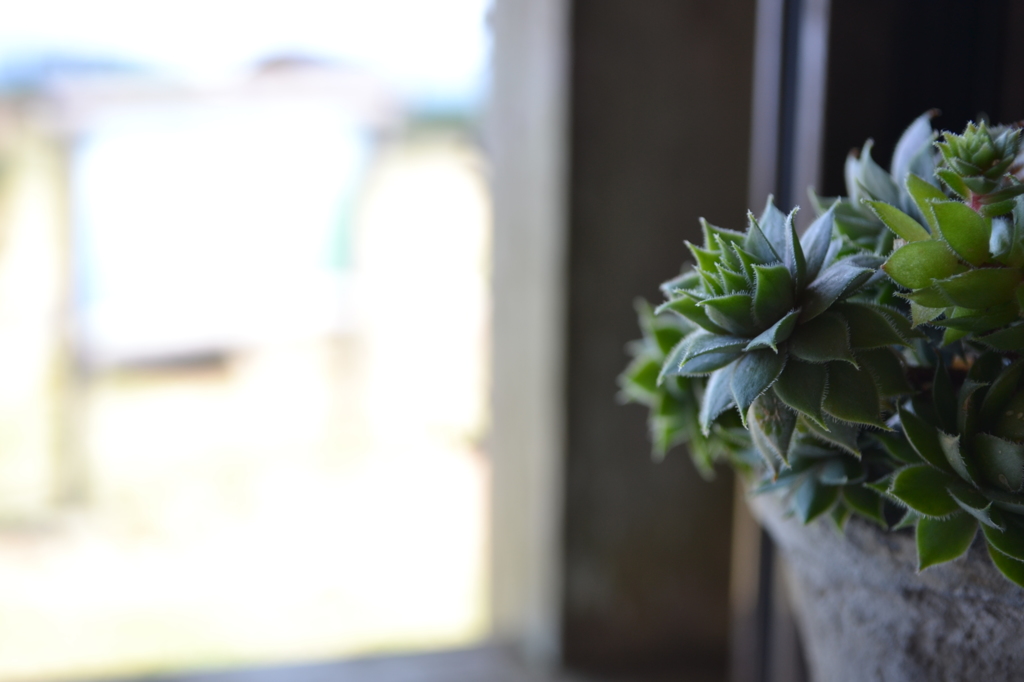 窓と多肉植物