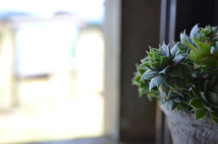 窓と多肉植物