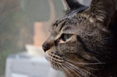 猫。