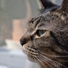 猫。