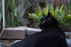 黒猫