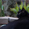 黒猫