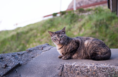 笠島の猫