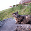 笠島の猫