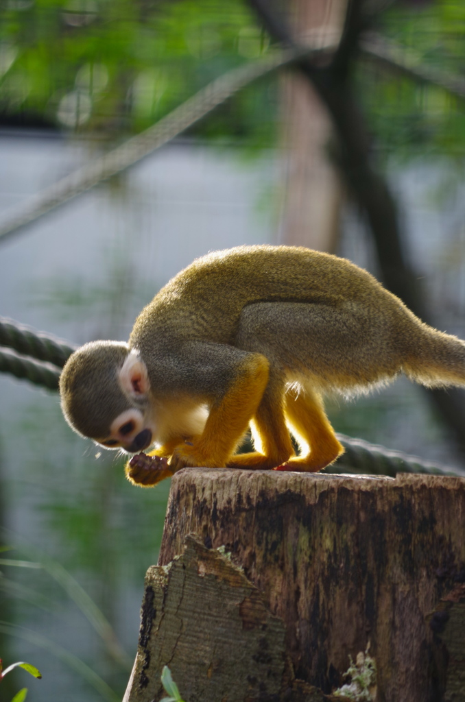朝日の中のリスザル
