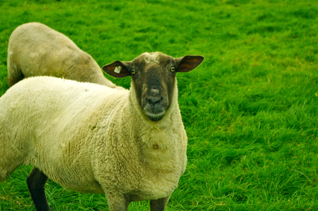 何か用ですか？