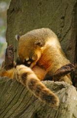 ハナグマさん見られてますよ