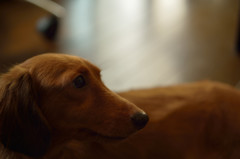 お犬様