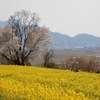 菜の花畑と桜の木