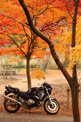 紅葉のくろんど池にて
