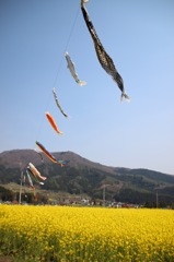 五月、鯉のぼりの下で