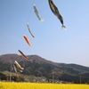 五月、鯉のぼりの下で