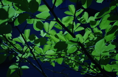 The Leaves